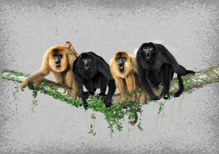 dk encyclopedia animal monkeys