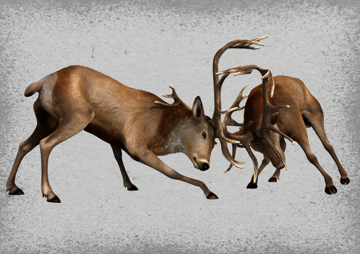 dk encyclopedia animals stags 3d