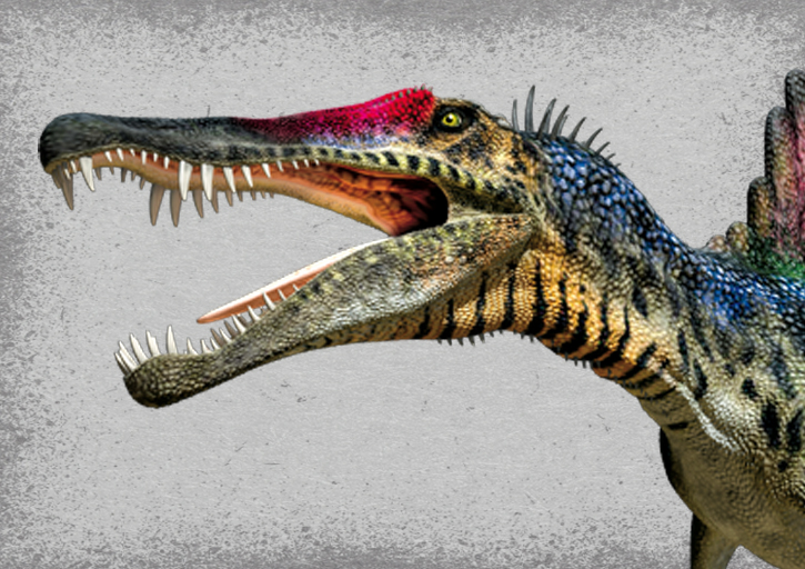 spinosaurus 3d model head